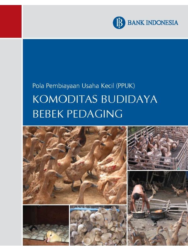 Komoditas Budidaya BEBEK Pedaging
